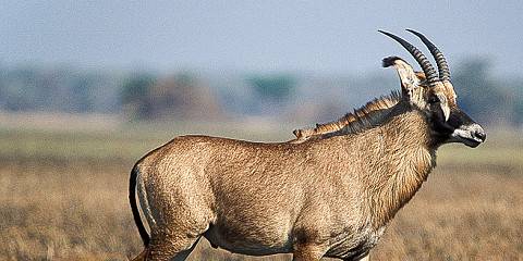 8-Day Zambia Bush & River Safari Escape