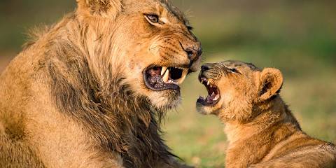 Long Stay at Lower Zambezi and South Luangwa NP