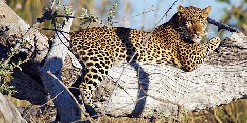 15-Day Ultimate Zambia Overland Safari