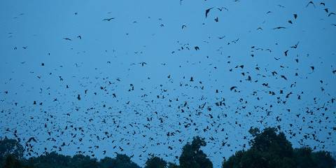 14-Day Zambia's Big Migrations