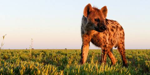 15-Day Liuwa Plains to South Luangwa National Parks