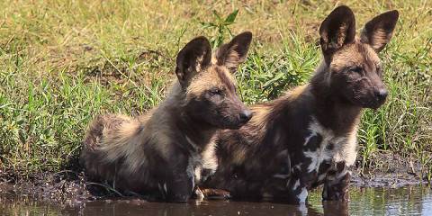 Best of South Luangwa Two Camps