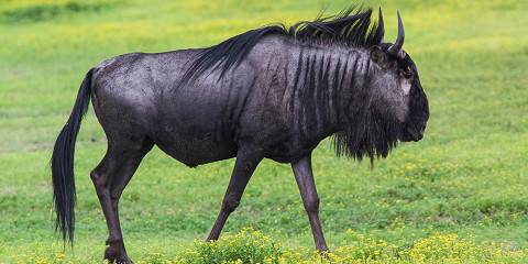 19-Day Wildebeest Safari - the Western Circuit