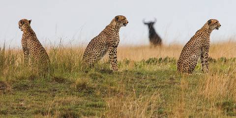 4-Day Kafue Busanga Camping Safari