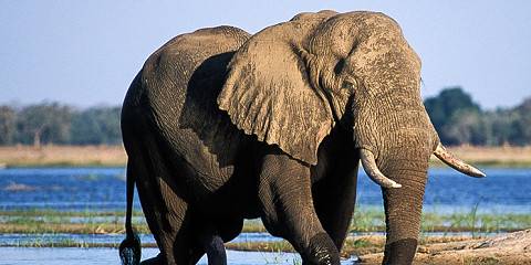 12-Day Zambezi and Luangwa Valleys