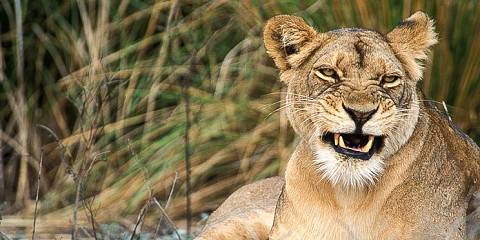 10-Day Explore the Wild Margins of Zambia