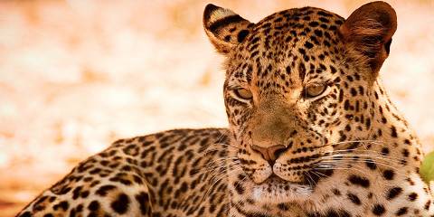 11-Day The Great Zambia Malawi Excape