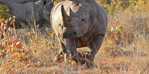 Rhino Trekking Experience and Safari Game Drive