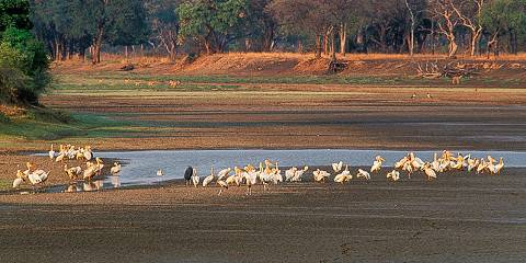 Luangwa Bush Break