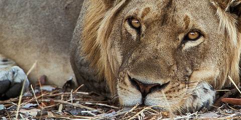 7-Day Livingstone and South Luangwa Experience