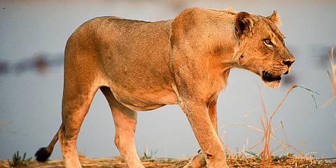 Zambia Highlights Lodge Safari