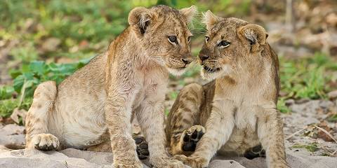7-Day South Luangwa and Lower Zambezi Safari