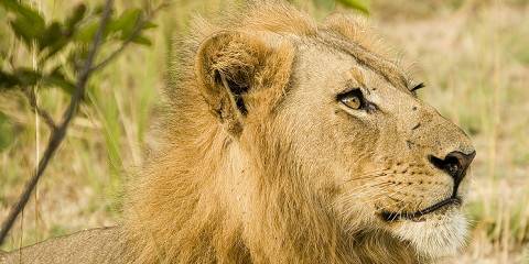 Best Parks of Zambia