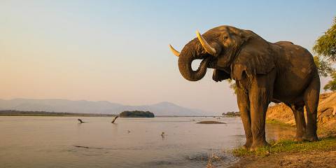 7-Day Best of Zambia All Inclusive Luxury Safari