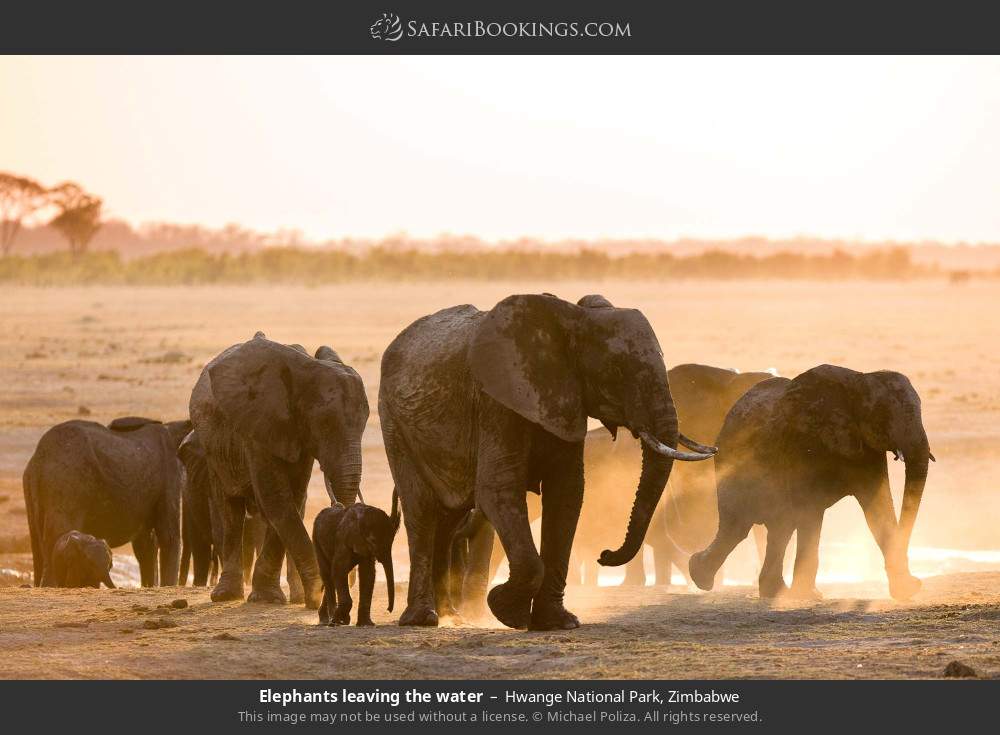 Elephants leaving the water in Hwange National Park, Zimbabwe