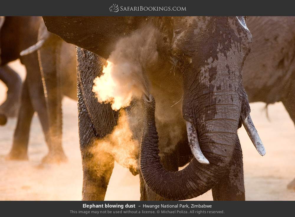 Elephant blowing dust in Hwange National Park, Zimbabwe