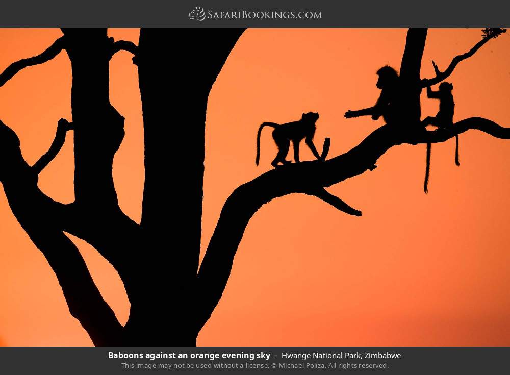 Baboons against an orange evening sky in Hwange National Park, Zimbabwe