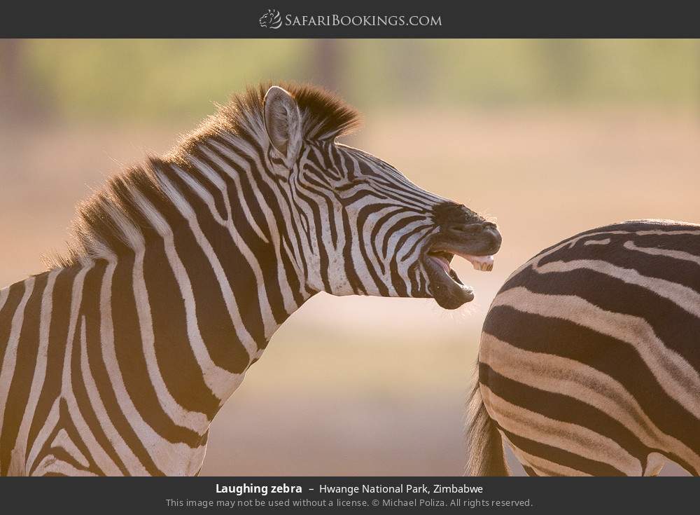 Zebras in Hwange National Park, Zimbabwe