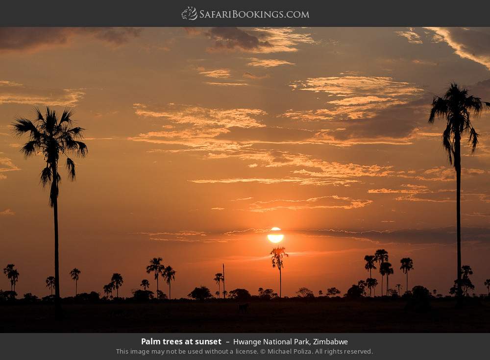 Palm trees at sunset, Hwange NP in Hwange National Park, Zimbabwe