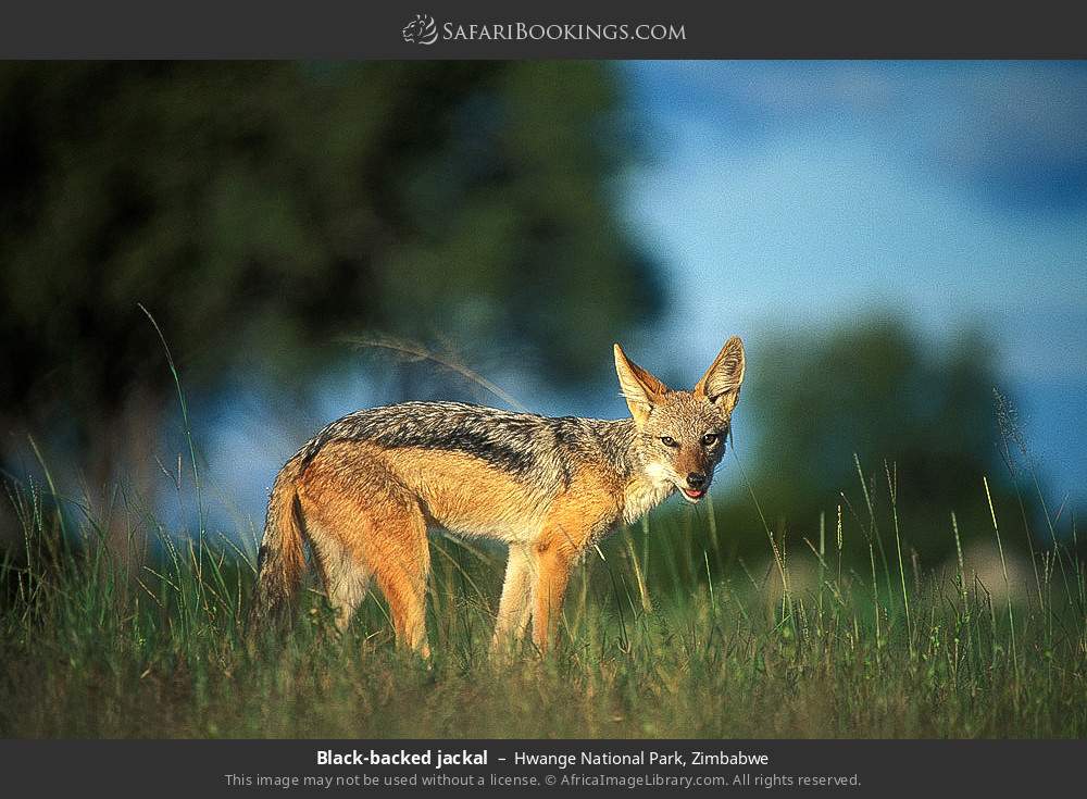 Black-backed jackal in Hwange National Park, Zimbabwe