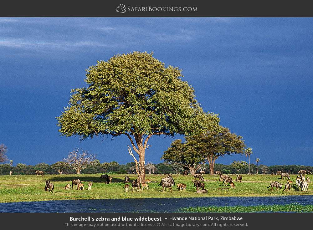 Plains zebras and blue wildebeest in Hwange National Park, Zimbabwe