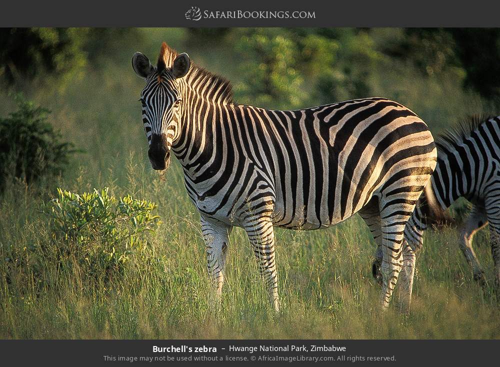 Plains zebras in Hwange National Park, Zimbabwe