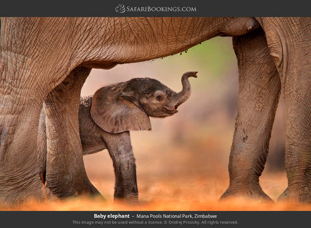 Baby elephant in Mana Pools National Park, Zimbabwe
