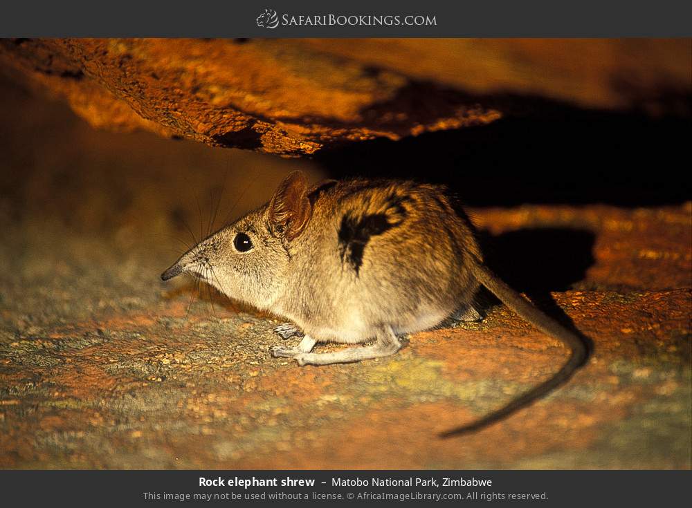 Rock elephant shrew in Matobo National Park, Zimbabwe