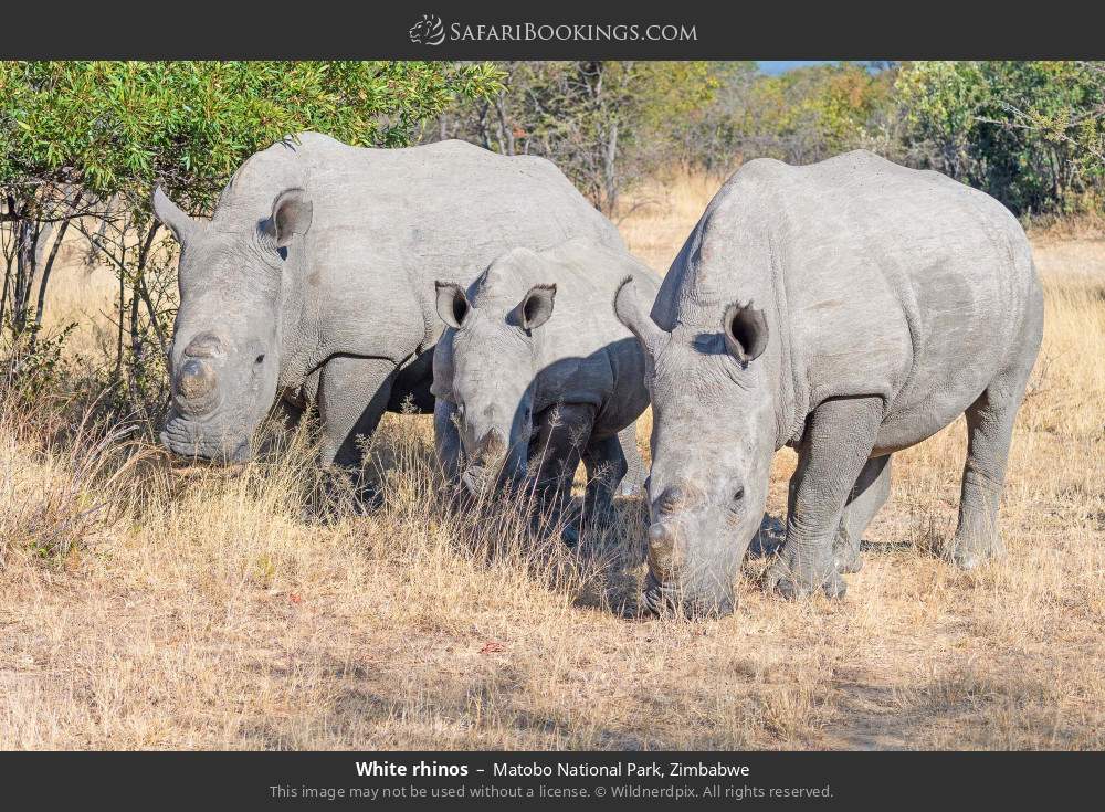 White rhinos in Matobo National Park, Zimbabwe