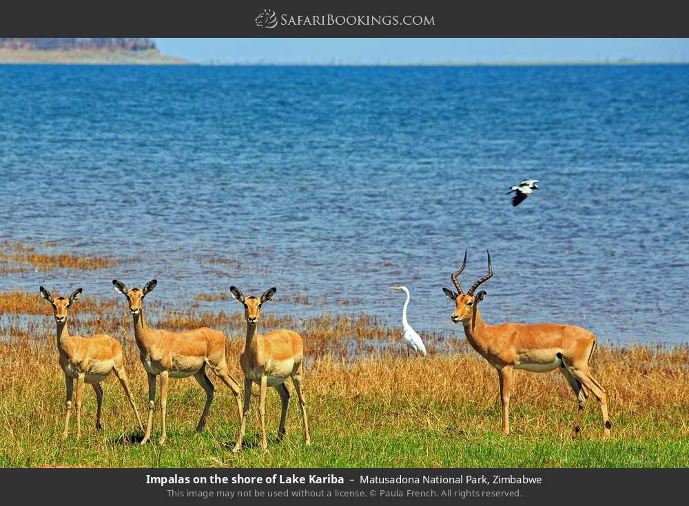 Impalas on the shore of Lake Kariba in Matusadona National Park, Zimbabwe