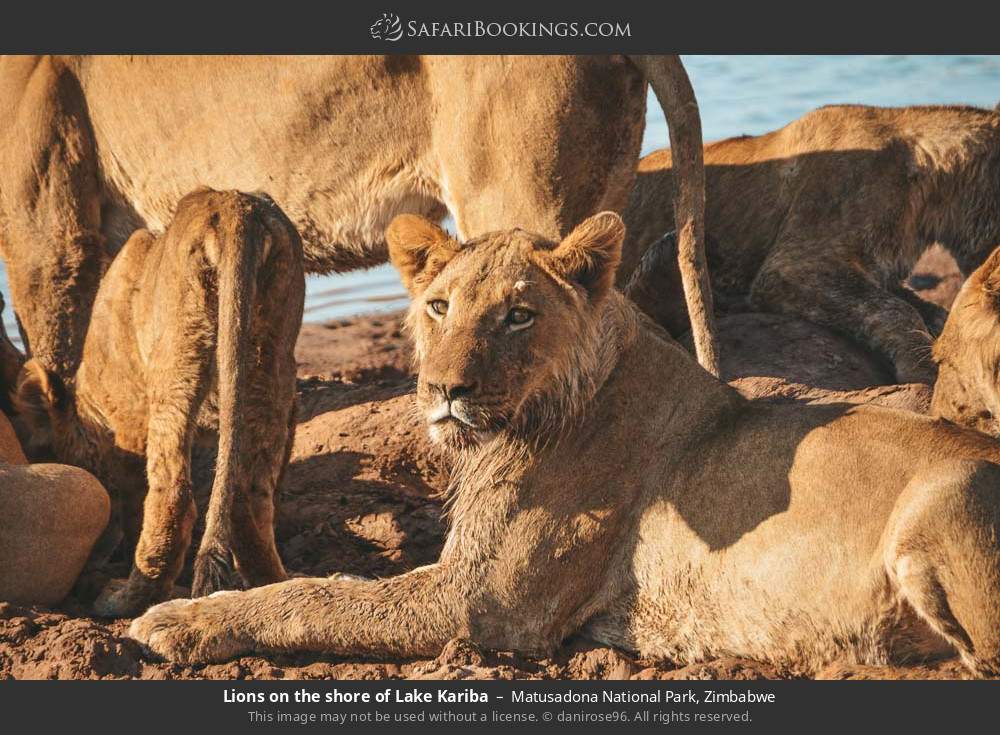 Lions on the shore of Lake Kariba in Matusadona National Park, Zimbabwe