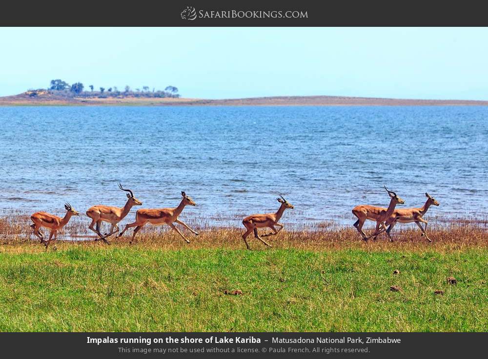 Impalas running on the shore of Lake Kariba in Matusadona National Park, Zimbabwe