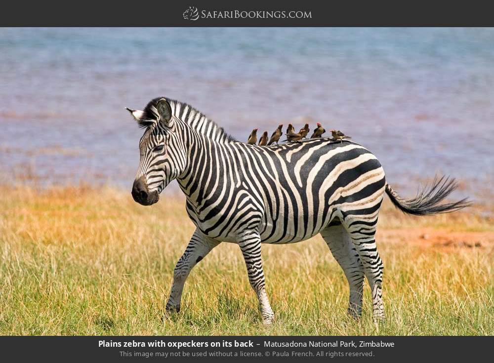 Plains zebra with oxpeckers on its back in Matusadona National Park, Zimbabwe
