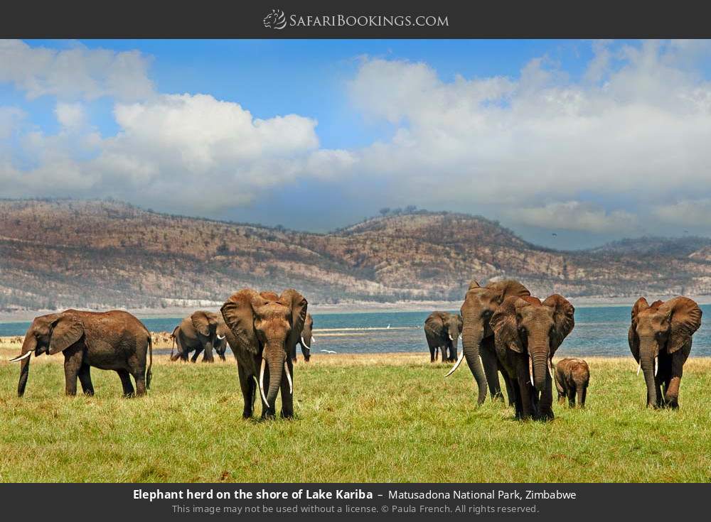 Elephant herd on the shore of Lake Kariba in Matusadona National Park, Zimbabwe
