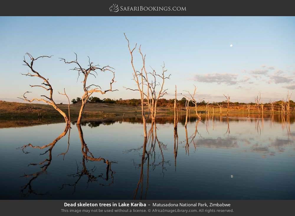 Dead skeleton trees in Lake Kariba in Matusadona National Park, Zimbabwe