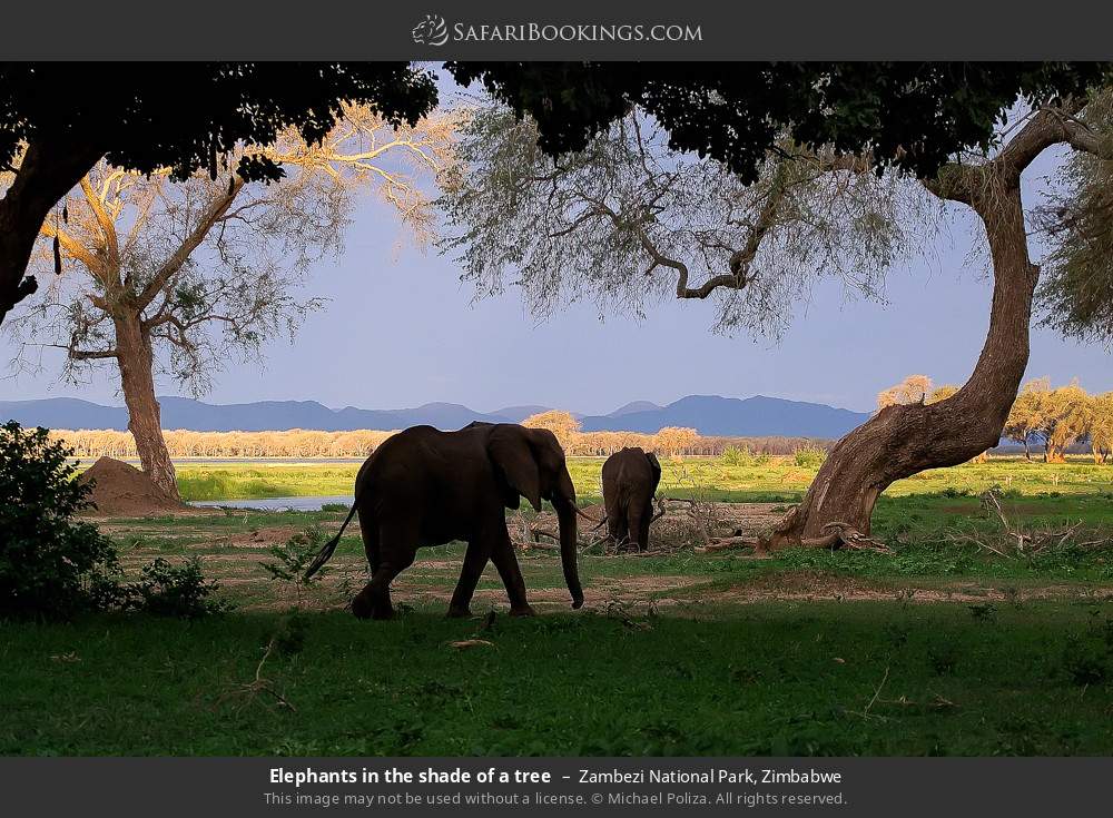 Elephants in the shade of a tree in Zambezi National Park, Zimbabwe