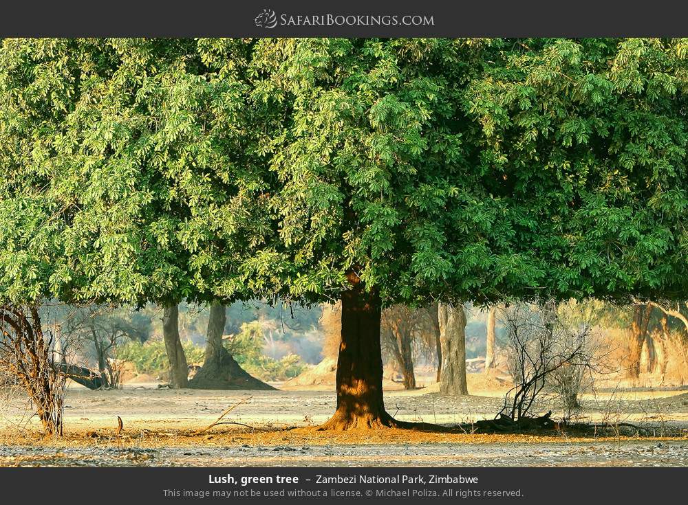 Lush green tree in Zambezi National Park, Zimbabwe