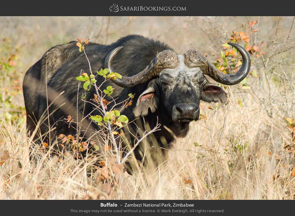 Buffalo in Zambezi National Park, Zimbabwe