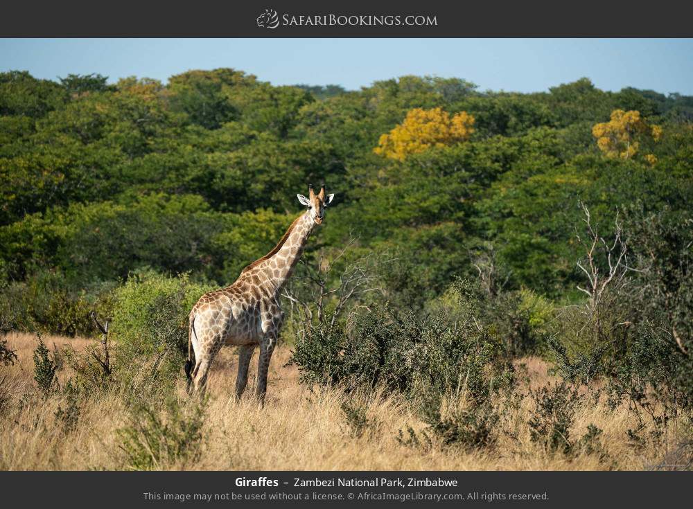 Giraffe in Zambezi National Park, Zimbabwe