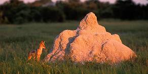 Open Photos