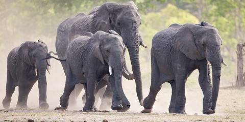 5-Day Hwange National Park, Chobe NP and Victoria Falls