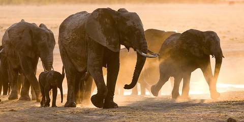 6-Day Hwange Chobe Safari & Victoria Falls Budget