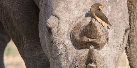Hwange NP, Victoria Falls & Chobe National Park