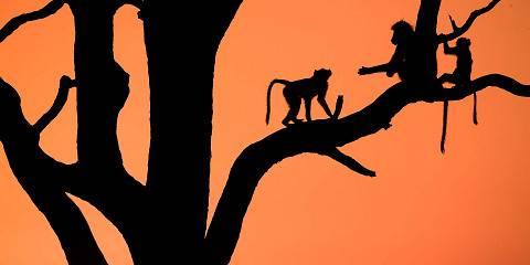 1-Day Hwange Adventure - Am & Pm Safari with Bush Lunch