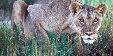 10-Day Luxury Zimbabwe Victoria Falls Hwange Lake Kariba
