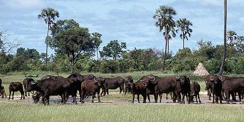 Deluxe Vic Falls and Zimbabwe Safari