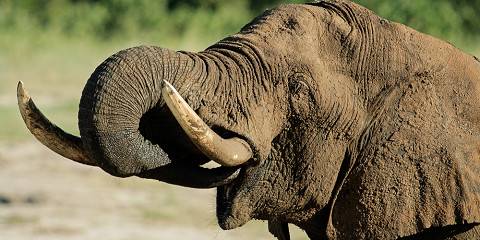 5-Day Hwange Lodge Safari 24 to 28 August 2026