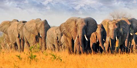 Luxury Hwange & Victoria Falls Safari