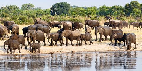 Victoria Falls & Chobe Safari Experience