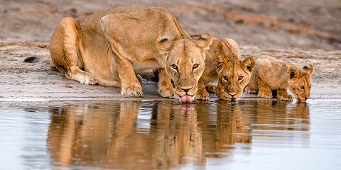 1-Day From Livingstone-Hwange National Park Zimbabwe